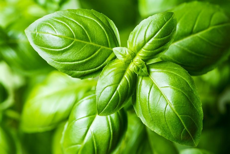 Aromatiques